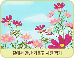 길에서 만난 가을꽃 사진 찍기